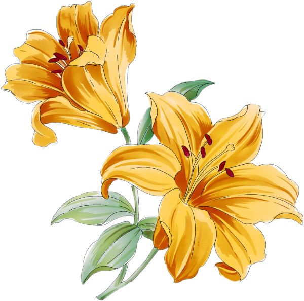 Цветы рисунок