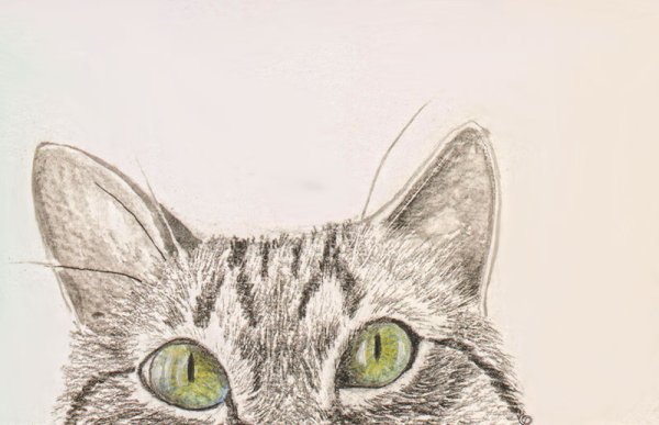 Кот выглядывает