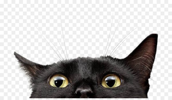 Анна Воевода Киров