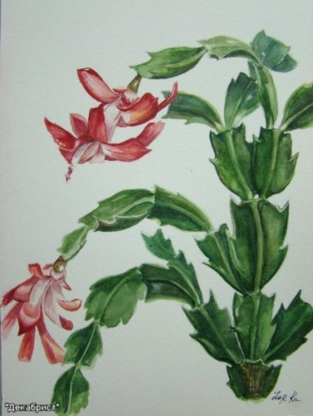 Плющ обыкновенный шлюмбергера Бакли