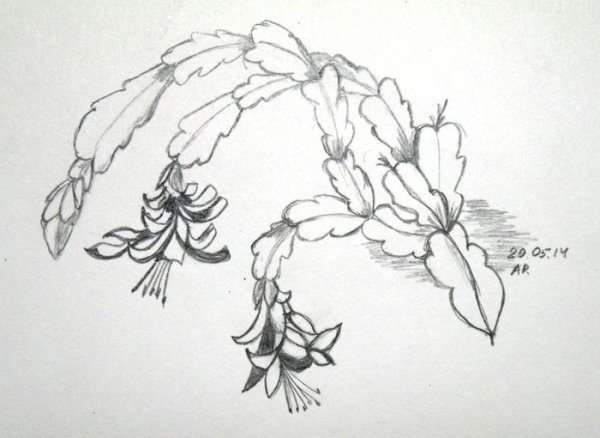 Декабрист цветок раскраска