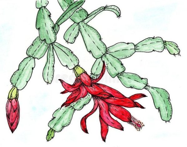 Рисунок Кактус декабрист Зигокактус