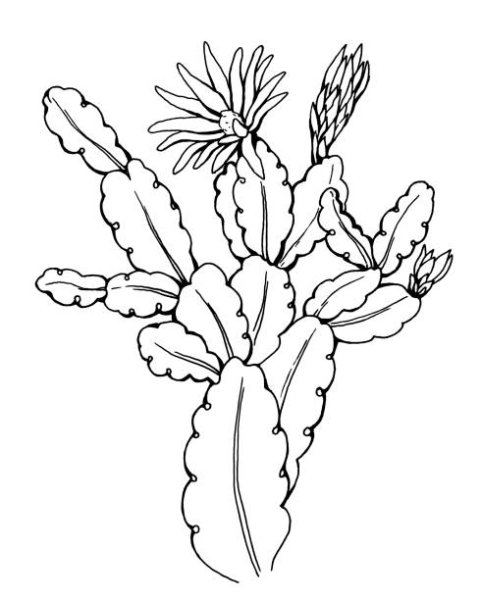 Декабрист цветок