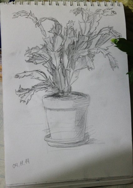 Зарисовки цветов в горшках