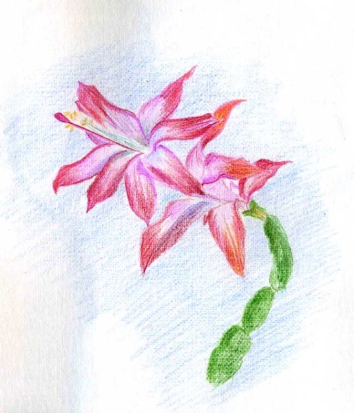 Цветок декабрист карандашом