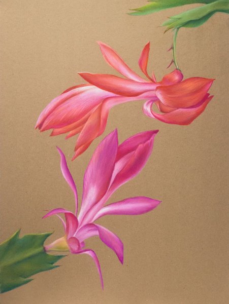 Шлюмбергера Cecilia