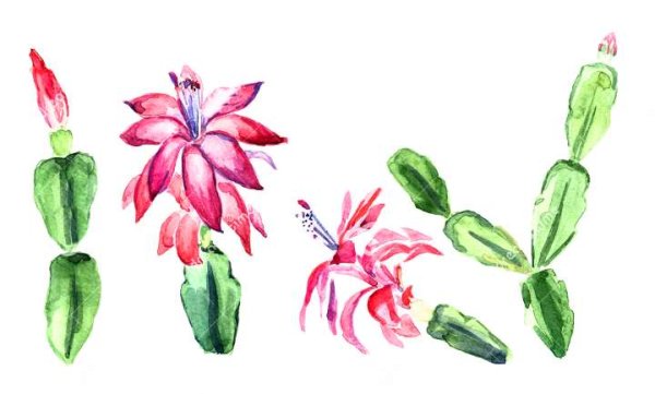 Декабристы рисунок