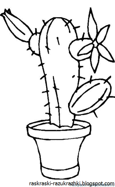 Раскраска комнатные растения Кактус