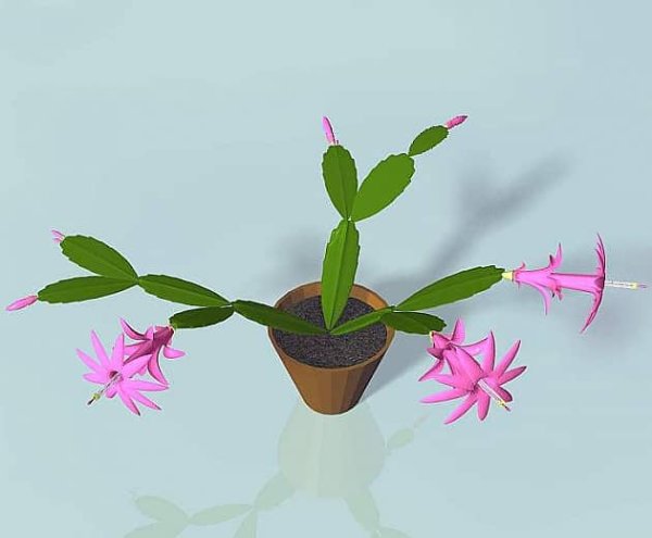 Мадам Баттерфляй Зигокактус