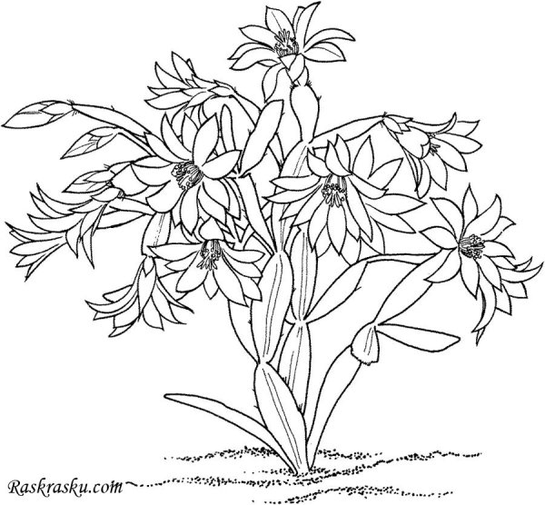 Растения для раскрашивания