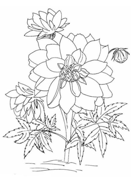 Декабрист цветок