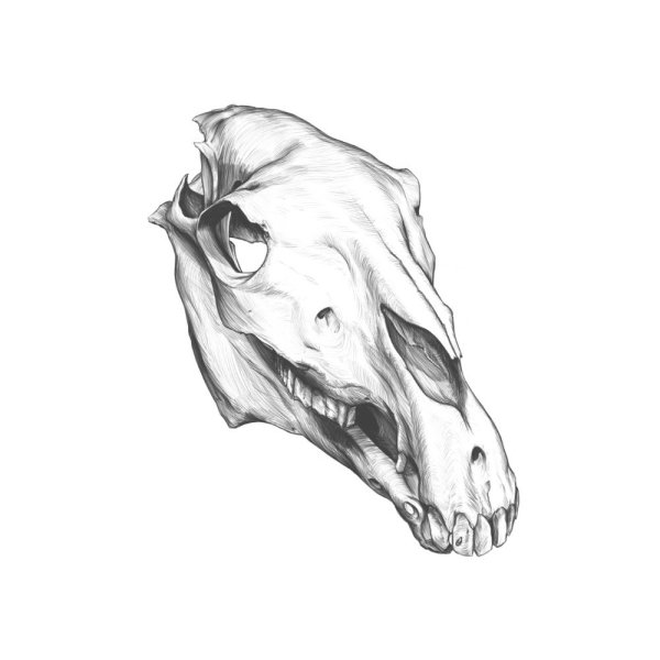 Череп лошади тату