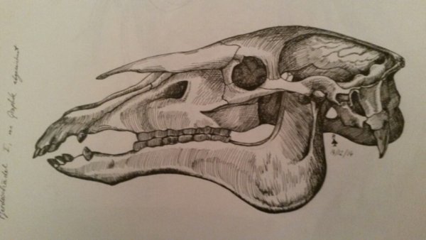 Череп лошади рисунок