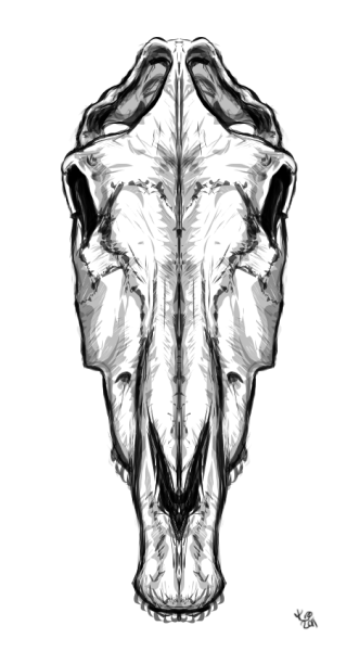 Череп лошади с разных ракурсов