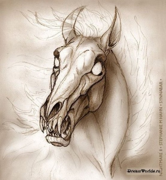 Нарисовать череп лошади