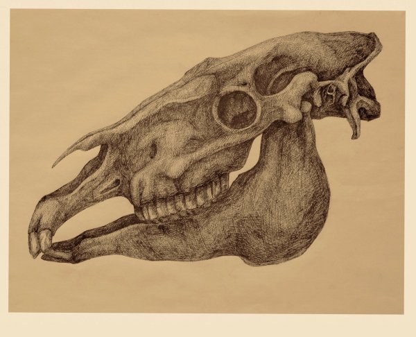 Череп лошади рисунок