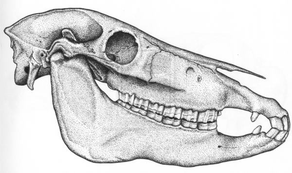 Сагиттальный распил черепа лошади