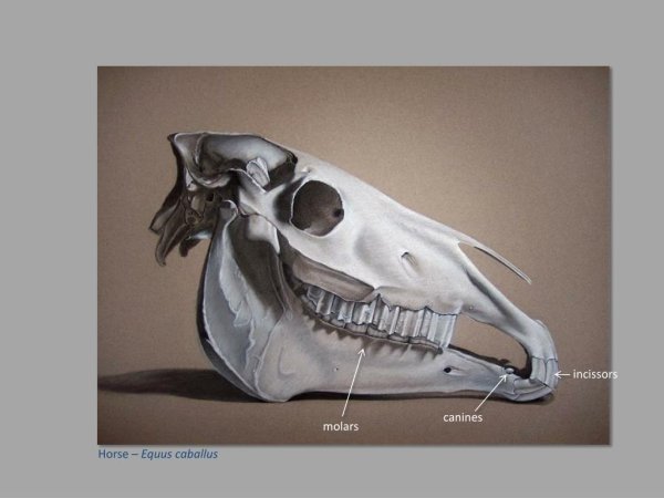 Череп лошади анатомия