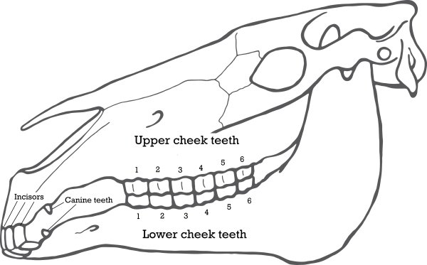 Череп лошади рисунок