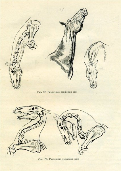 Череп коня Вещего