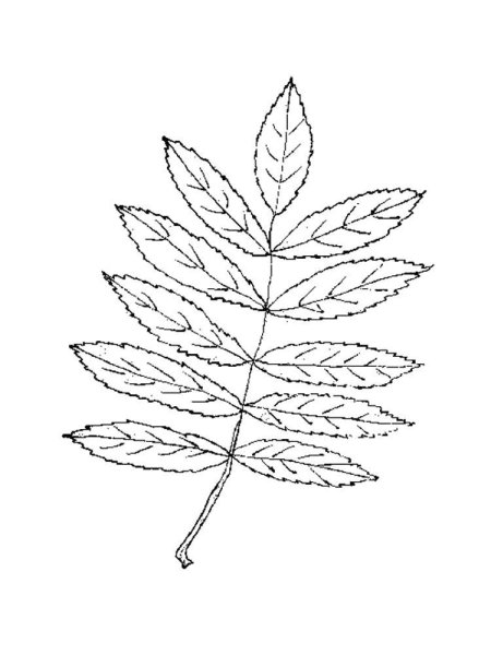 Лист рябины раскраска