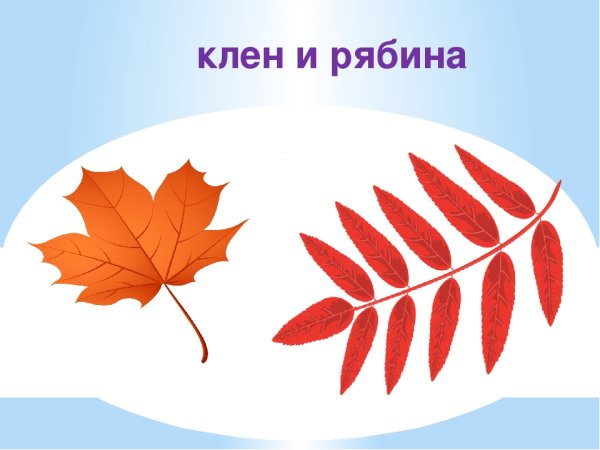 Листья клена рябины дуба березы
