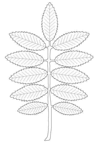 Лист рябины раскраска