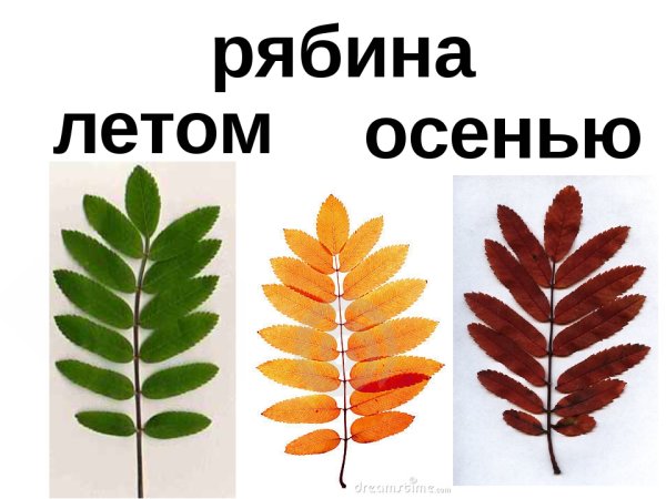 Листья рябины осенью