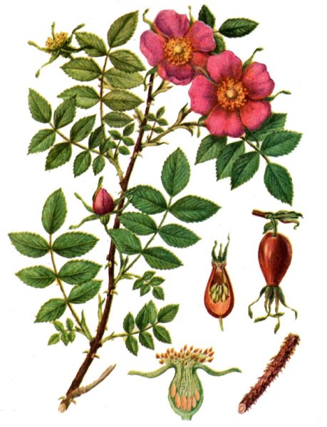 Шиповник Майский