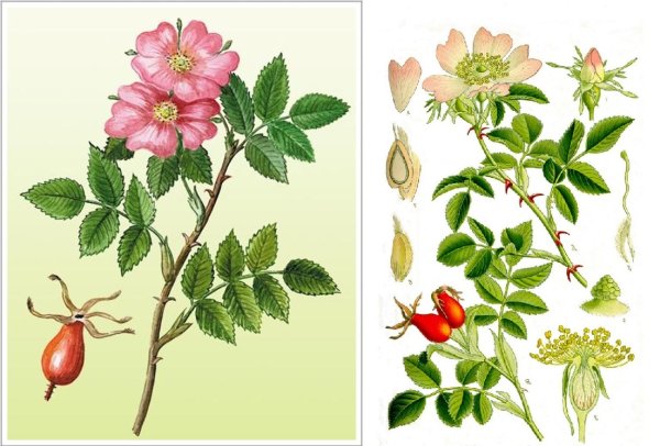 Шиповник коричный Фармакогнозия