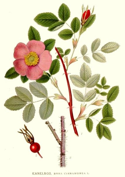 Шиповник Майский коричный