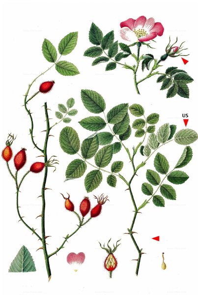 Розоцветные шиповник Майский