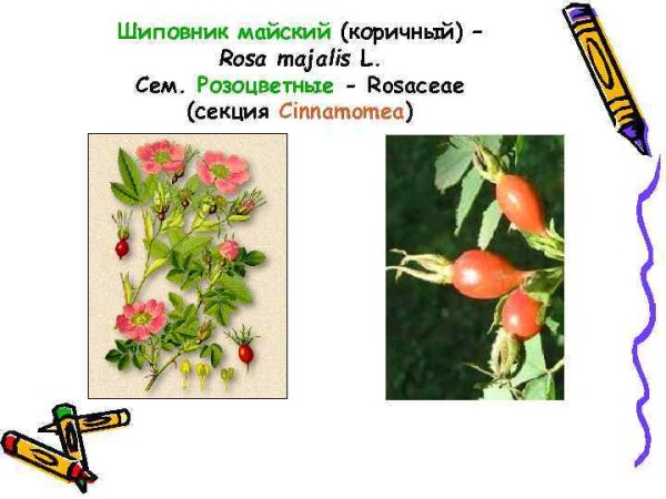 Шиповник коричный ( роза коричная)