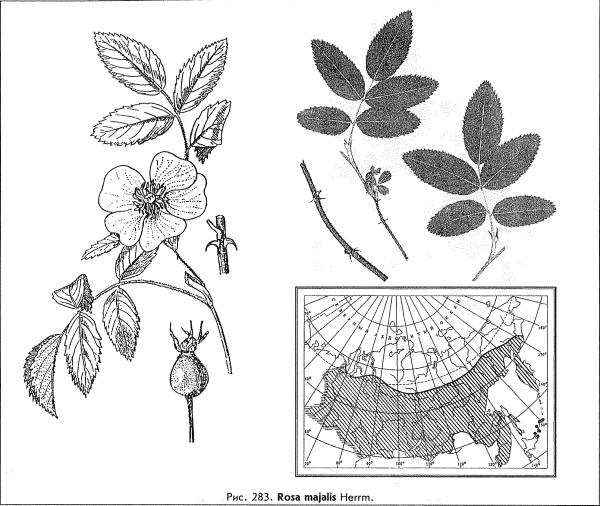 Шиповник собачий — Rosa Canina l.