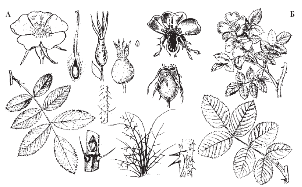 Шиповник иглистый плоды