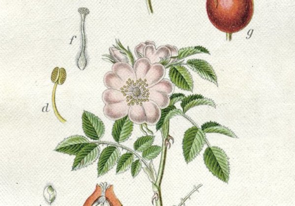 Шиповник Майский побеги