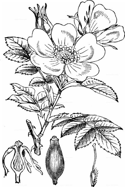 Шиповник собачий — Rosa Canina l.