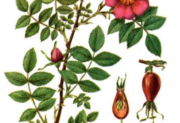 Стебель шиповника