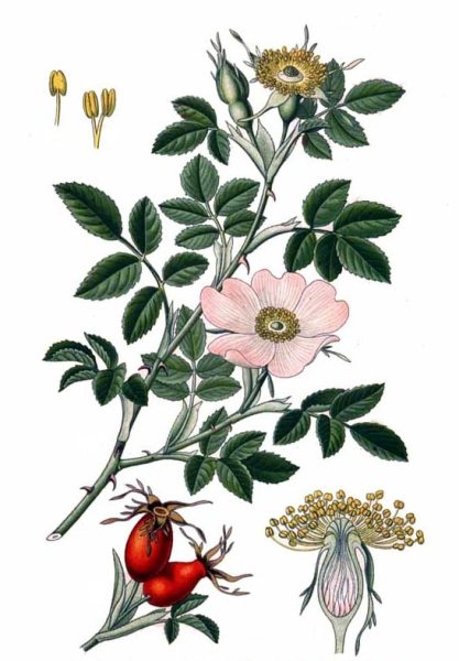 Шиповники Майский собачий морщинистый