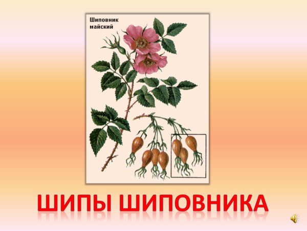 Шиповник коричный строение