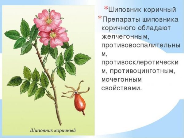 Шиповник Майский строение