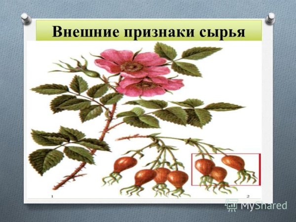 Шиповник иглистый Фармакогнозия