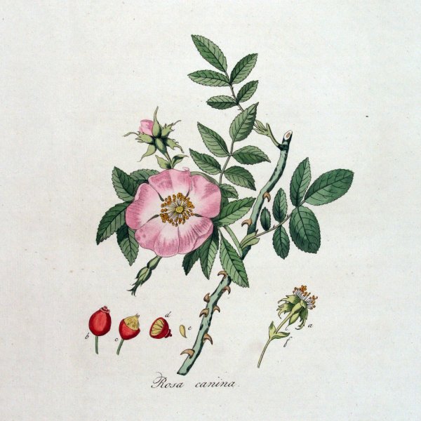 Шиповник Майский Фармакогнозия