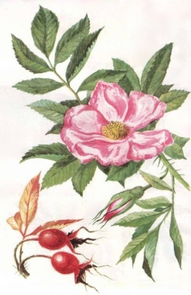 Шиповник коричный Фармакогнозия