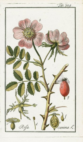 Семейство Розоцветные шиповник коричный