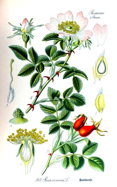 Векторная живопись шиповника