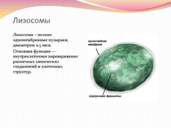 Строение органоида лизосомы