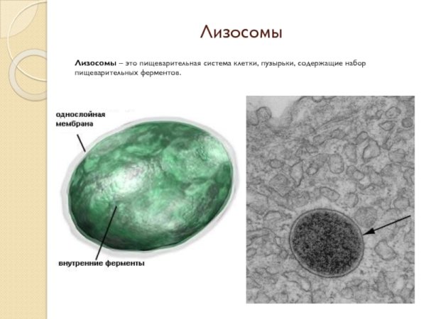 Схема строения лизосомы