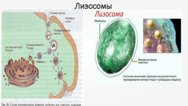 Схема строения лизосомы