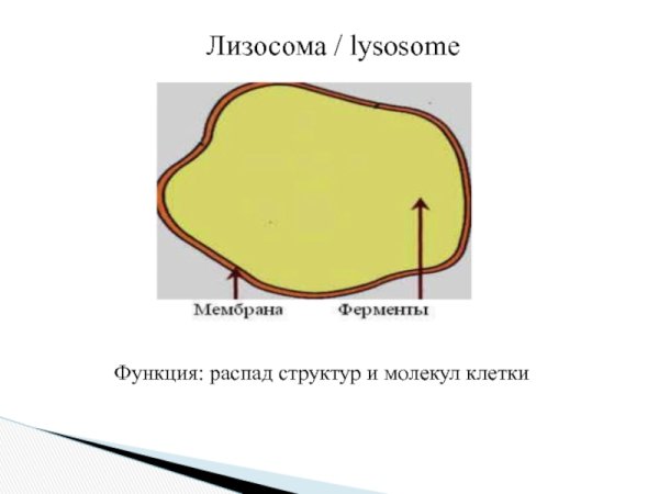 Структура лизосомы рисунок